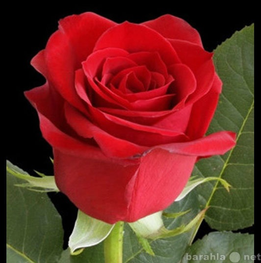 Продам: Розы оптом к 8 Марта 2014