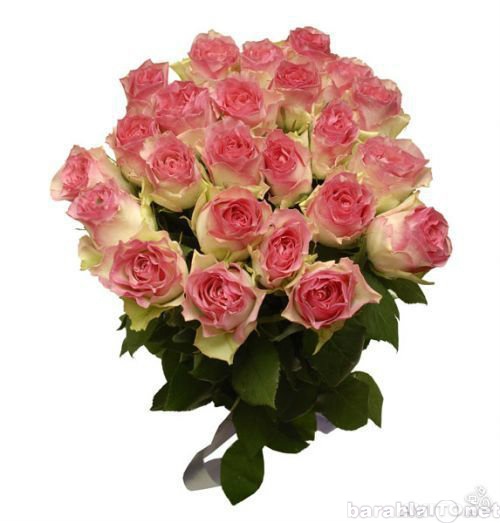 Продам: Букет из 25 розовых роз