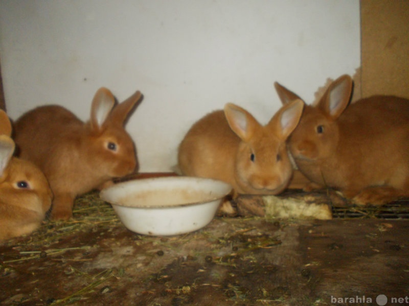 Продам: кролики Новозеландская красная