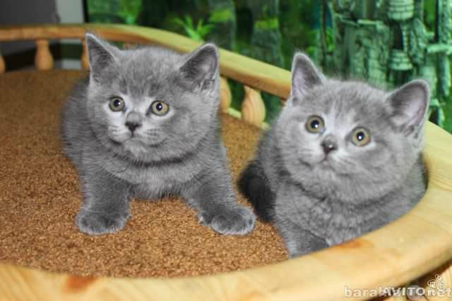 Продам: Британские котята (котики и кошечки).