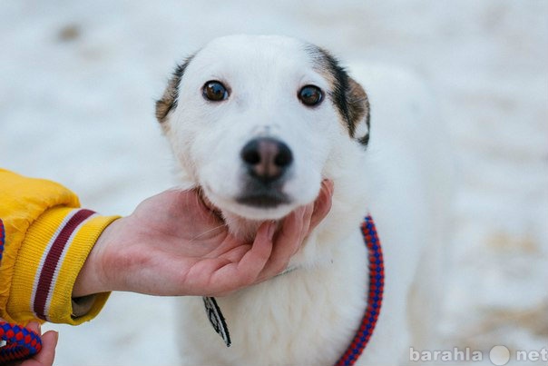 Отдам даром: Сметанка - белая собака с чёрными ушами