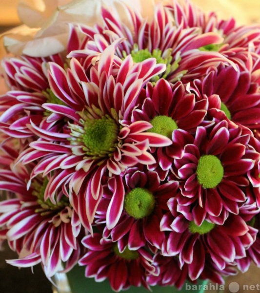 Продам: Все цветы к празднику 8 марта 2014