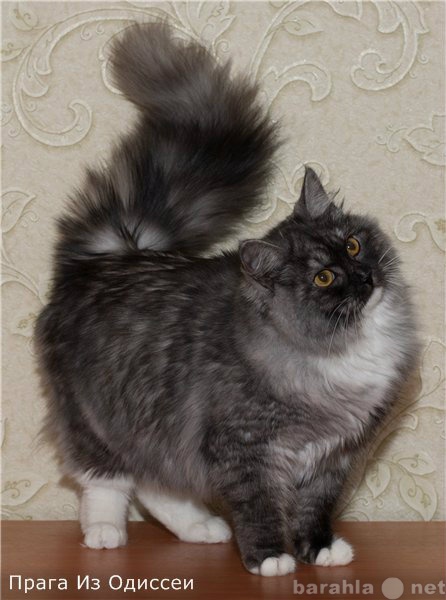 Продам: Сибирские котята