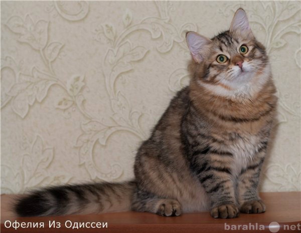 Продам: Сибирские котята-тигрята