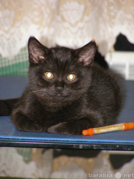 Продам: Котята британской породы окрас черный