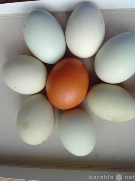 Продам: яйцо инкубационное маран араукана