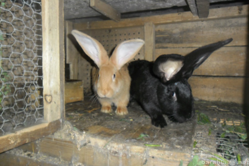 Продам: Кролики породы Ризен Фландр