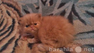 Продам: продаю персидских котят - экстрималов