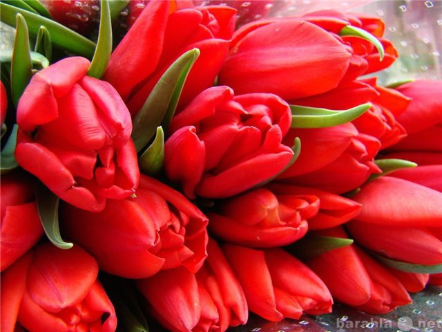Продам: Тюльпаны оптом на 8 марта в Томске