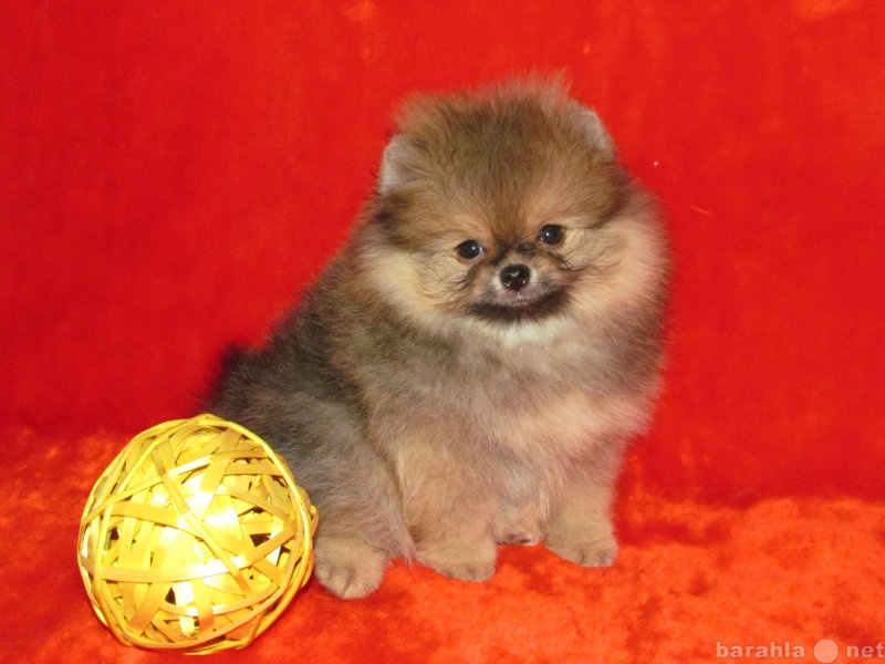 Продам: щенки миниатюрного щенка