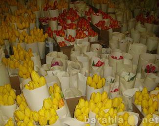 Продам: Тюльпаны от 28 руб. высота - 65 см. бока