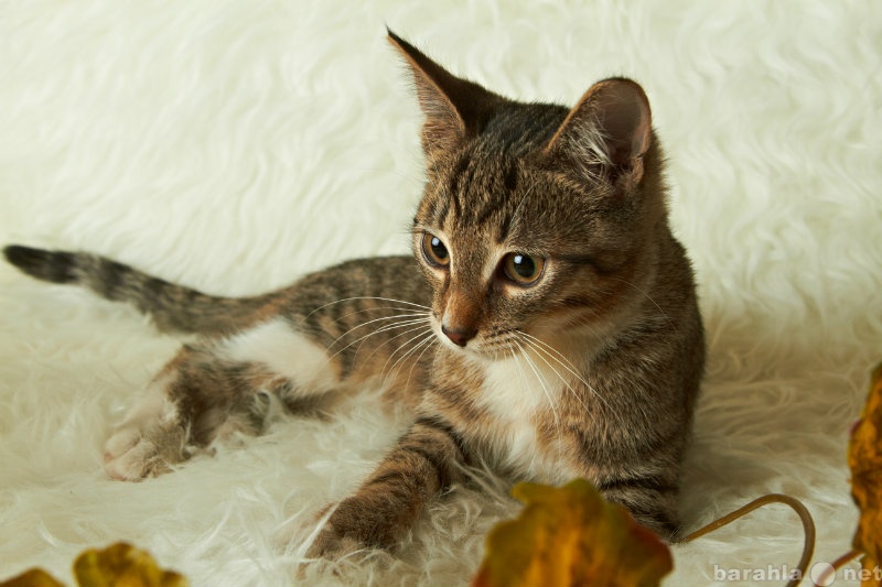 Отдам даром: Котик бенгальского окраса