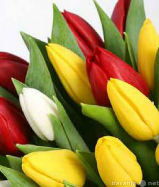 Продам: Тюльпаны к 8 Марта оптом и в розницу
