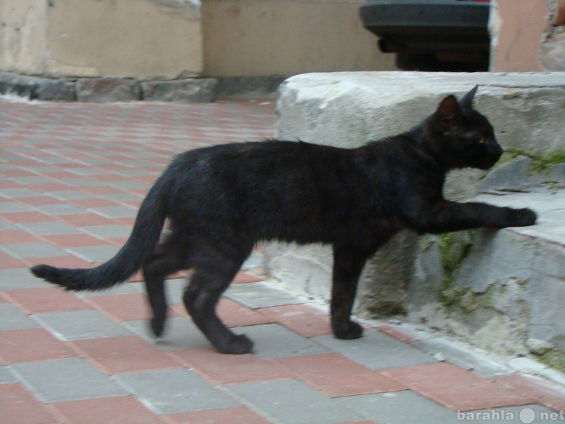 Отдам даром: Черный котик ждет хозяев.