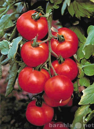Куплю: куплю томат