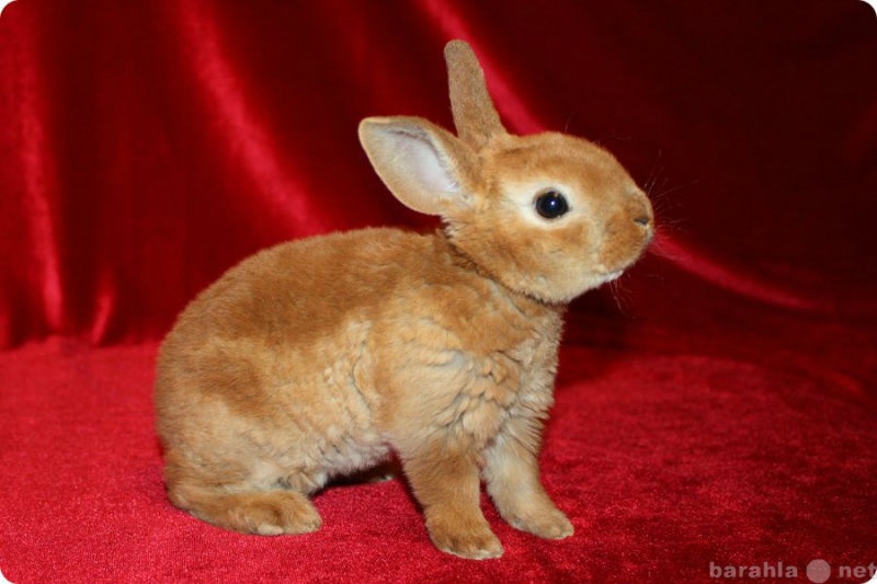 Продам: Плюшевые крольчата Рекс