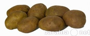 Продам: картошка от производителя