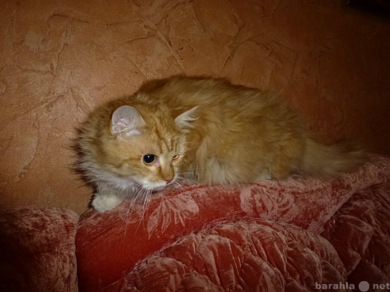 Продам: сибирский котик 6 месяцев