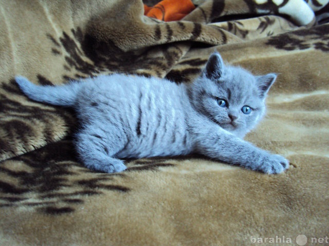 Продам: Британские плюшевые котята