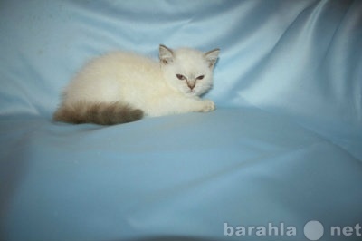 Продам: Шотландский котик лилак пойнт