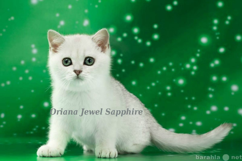 Продам: Британские породистые котята