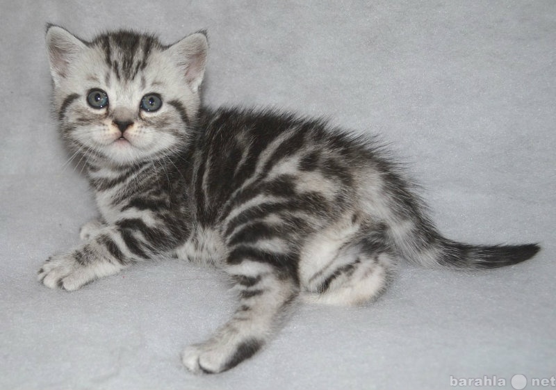 Продам: Британские короткошерстные плюшевые котя