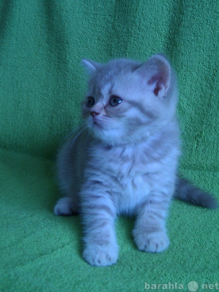 Продам: Британский короткошерстный котенок