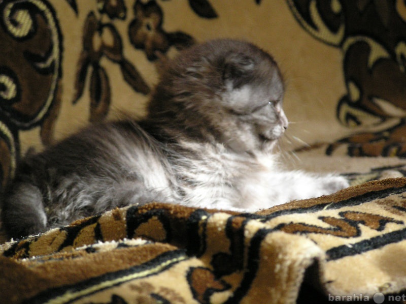 Продам: котенок модного окраса бронде