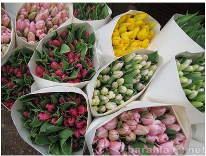Продам: Голландские Тюльпаны к 8 марта (от 50 шт