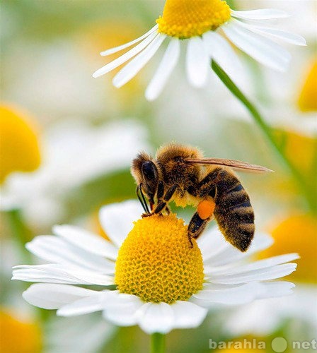 Продам: Пчелопакеты,пчеломатки и пчелосемьи