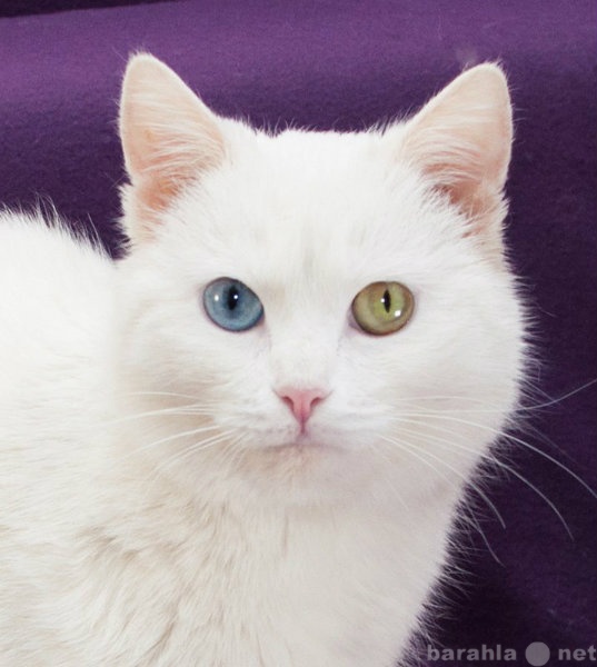 Отдам даром: Белоснежная кошка ищет дом