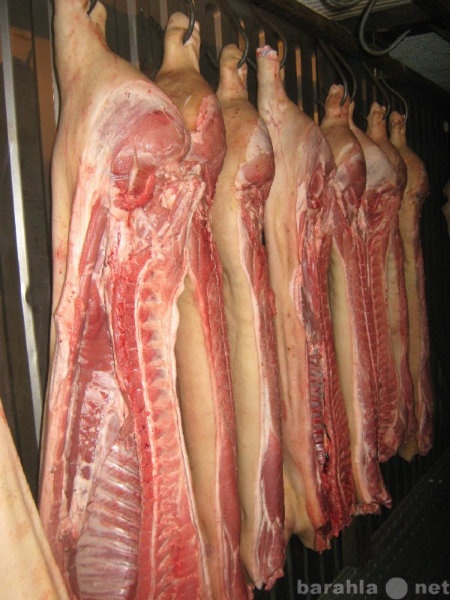 Продам: оптом мясо говядины и свинины