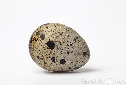 Продам: Перепелиное яйцо, перепела