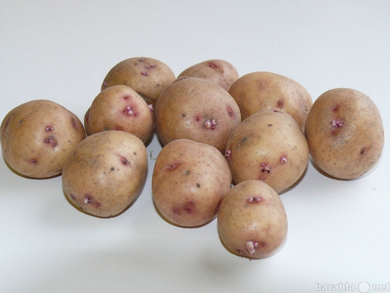 Продам: Картофель семенной Белгород