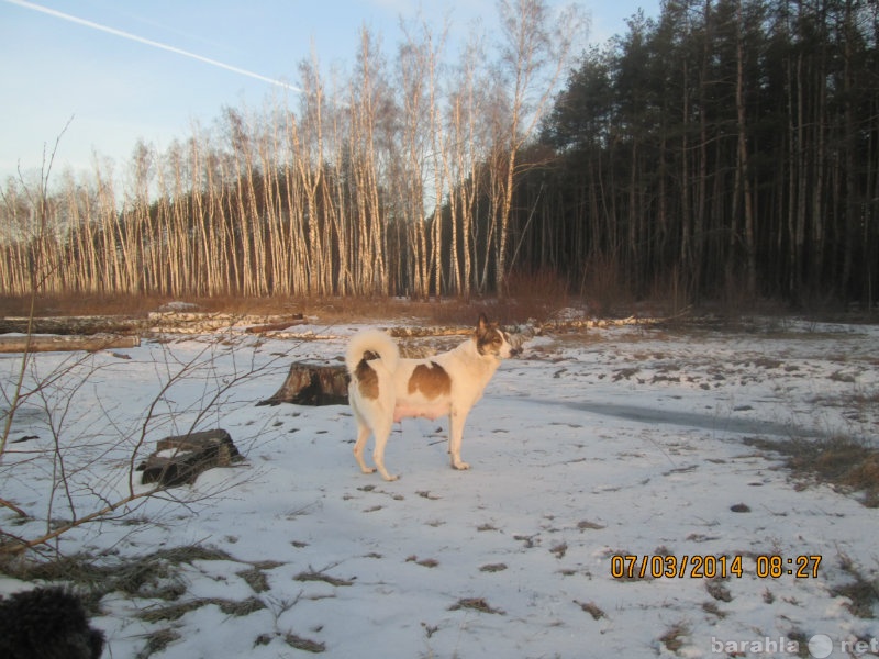 Продам: щенки восточно-сибирской лайки