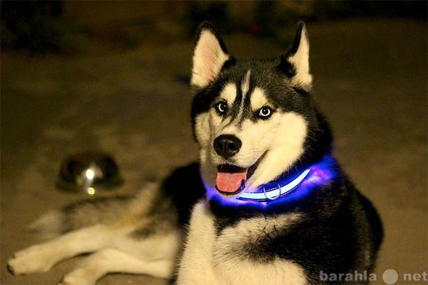 Продам: Светящийся ошейник для собак