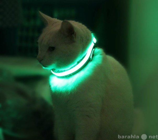 Продам: Светящийся ошейник для кошек