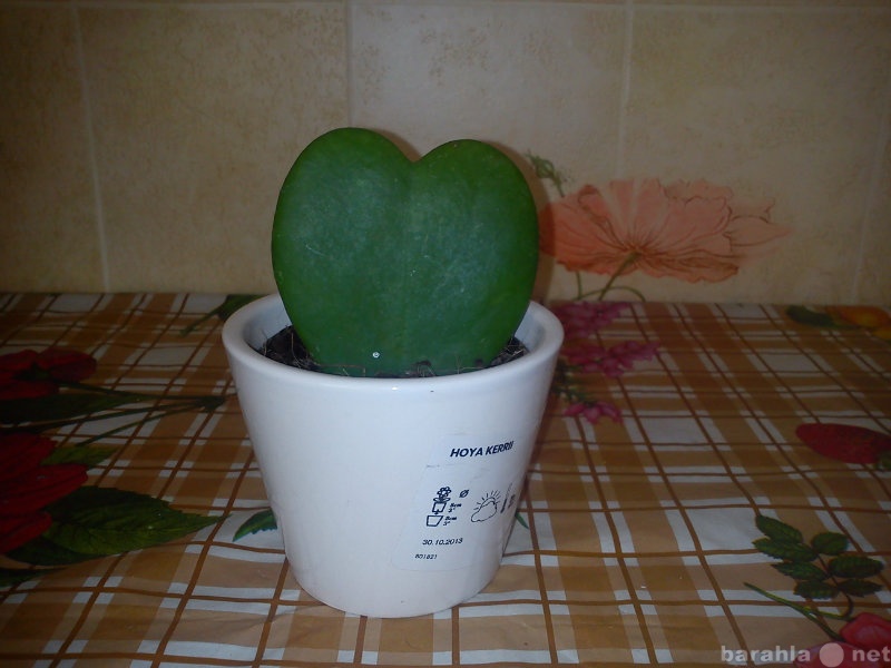 Продам: Растение в виде сердечка "Хойа Керр