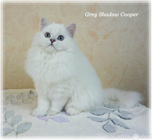 Продам: Британский котенок Купер, шиншилла-пойнт