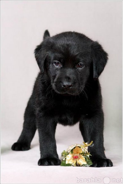 Продам: Лабрадора черные щенки