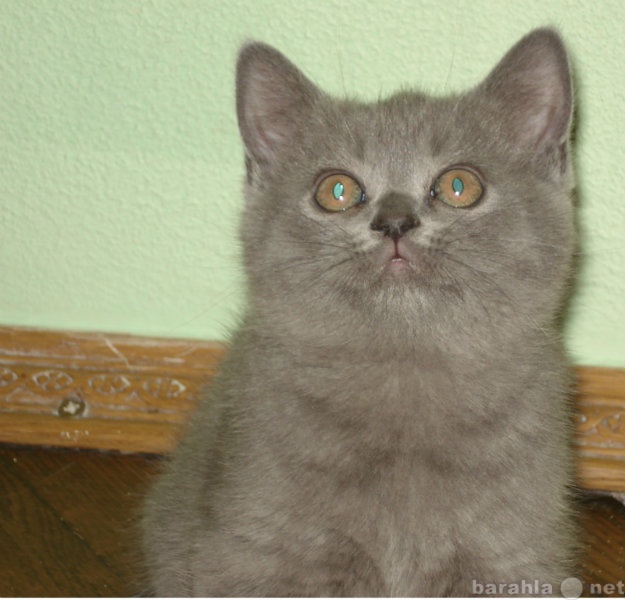 Продам: шикарные британские плюшевые котята