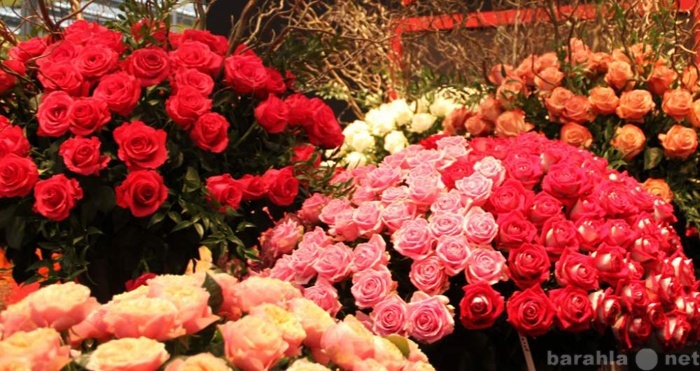 Продам: Цветы(розы, лилии, хризантемы) оптом