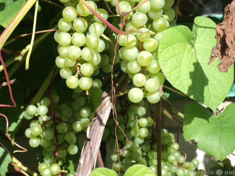 Продам: Кусты 2х-летние винограда