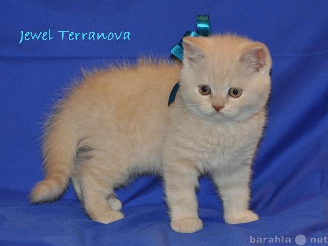 Продам: Британские котята питомника Terranova