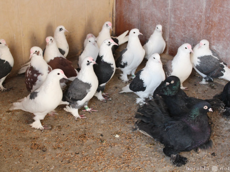 Продам: Продам бойных голубей (бакинцев)