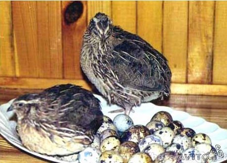 Продам: перепелиные яйца