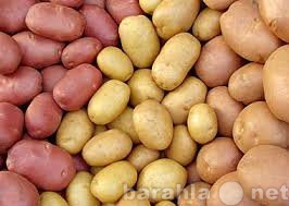 Продам: Продажа картофеля оптом и в розницу