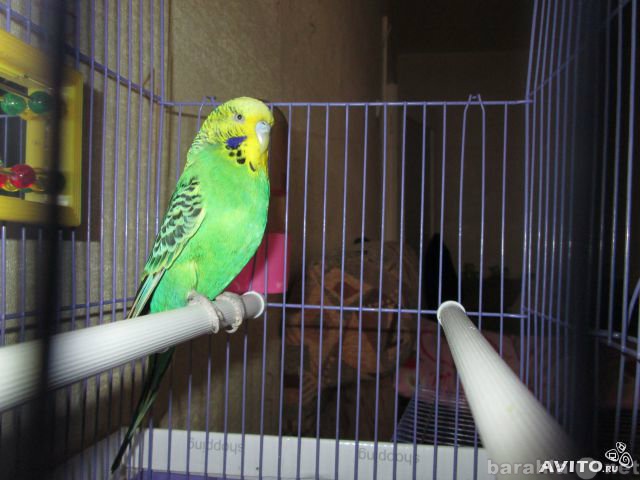 Продам: Волнистый попугай (Чех)
