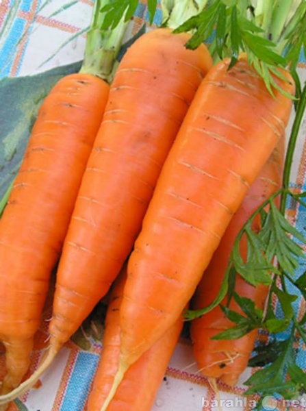 Продам: Морковь оптом, мытая