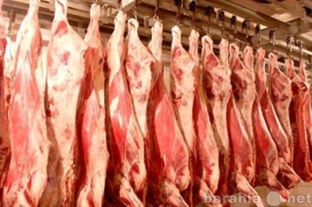 Продам: Говяжье мясо оптом от поставщика